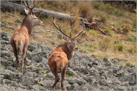 <p>JELEN LESNÍ (Cervus elaphus) Lužické hory - Studenec /Red deer - Rothirsch/</p>